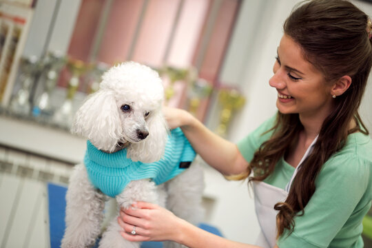 Grooming Anxiety? Why One-on-One Mobile Care is the Best Choice for Your Pet