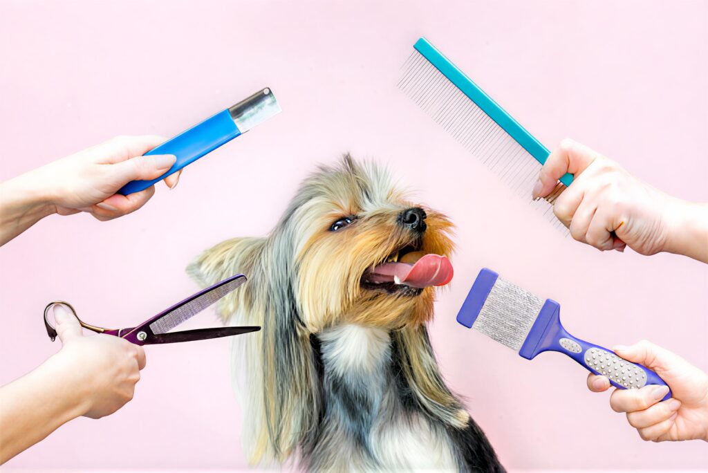 doghaircut 830x553px imgupscaler.ai beta 2k
