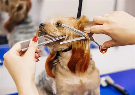 Home Galería 5