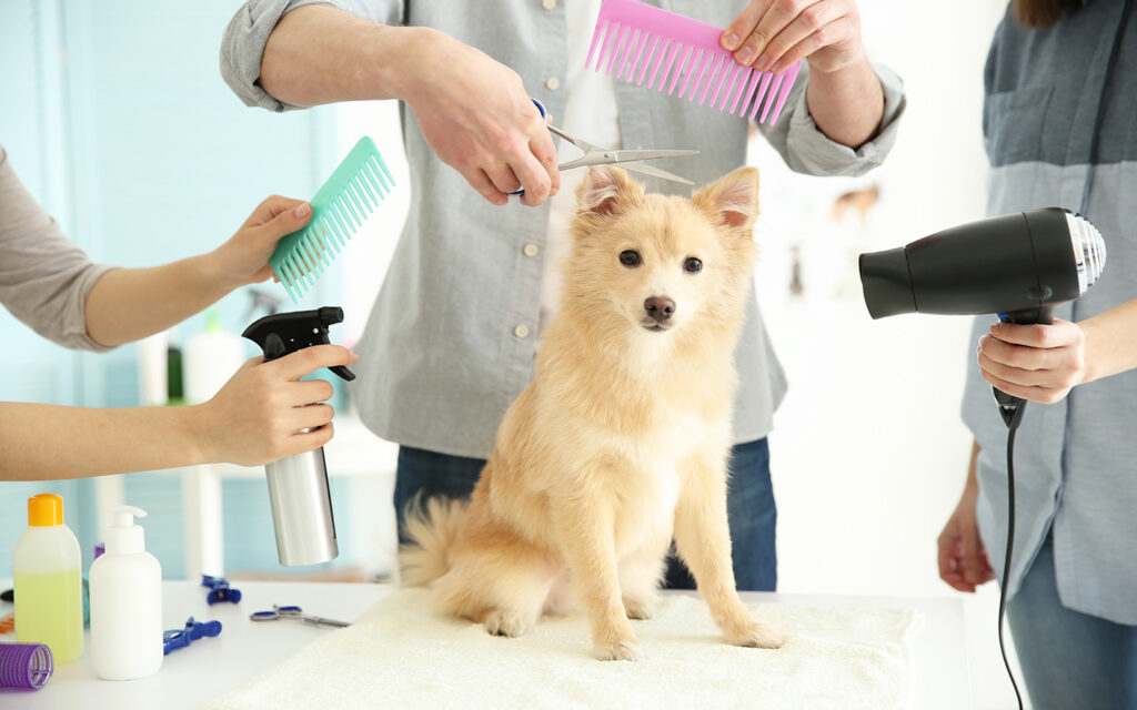 pet grooming 1