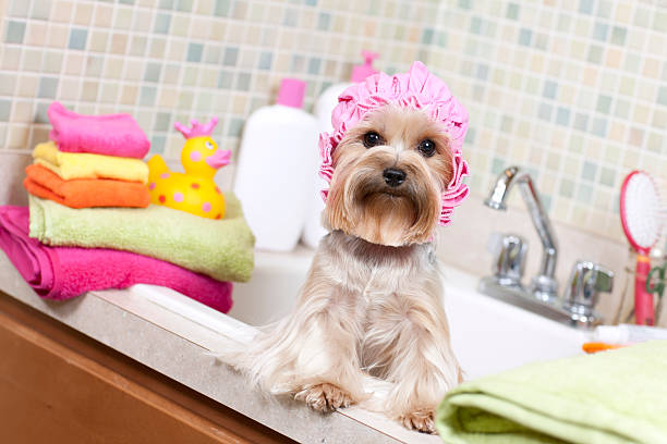 5 Essential Tips to Keep Your Dog’s Coat Fresh Between Spa Days