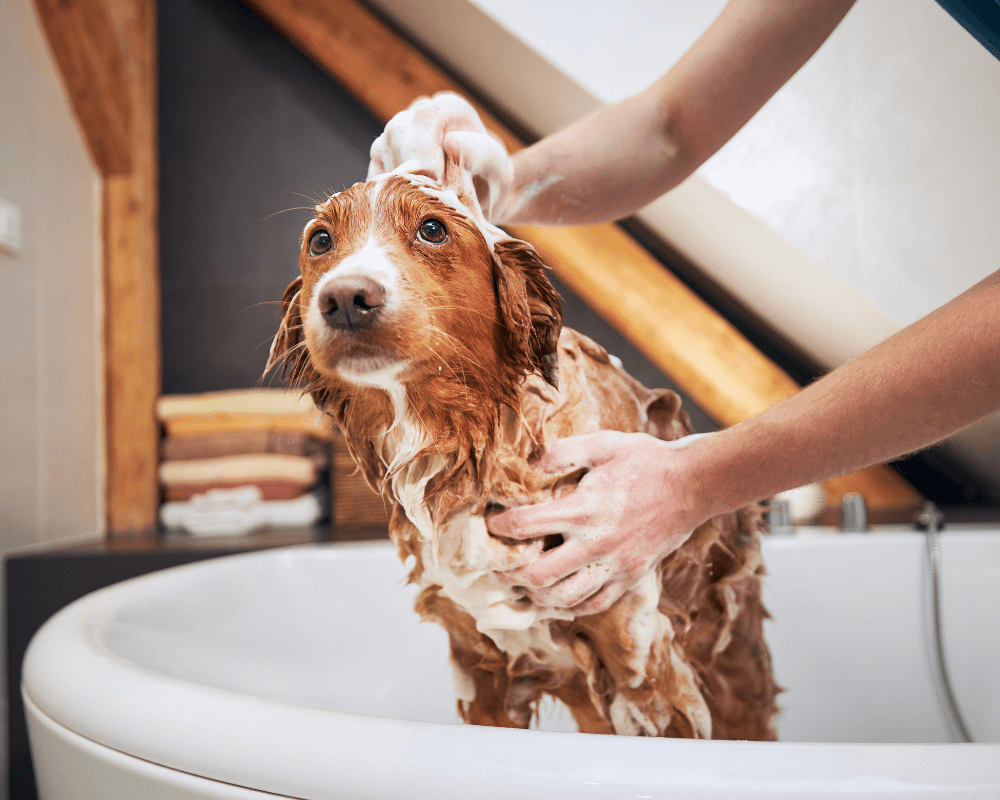 pet bathing